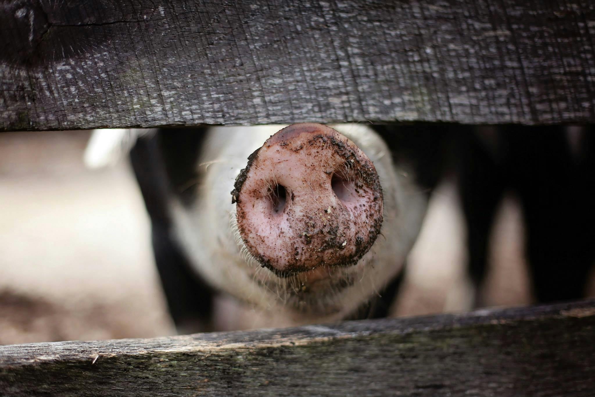 Understanding Swine Flu: Causes, Prevention, and Treatment